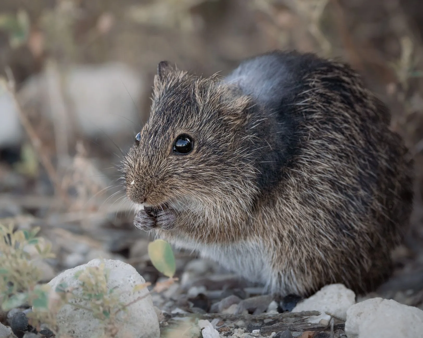 Mouse Control in Kent WA