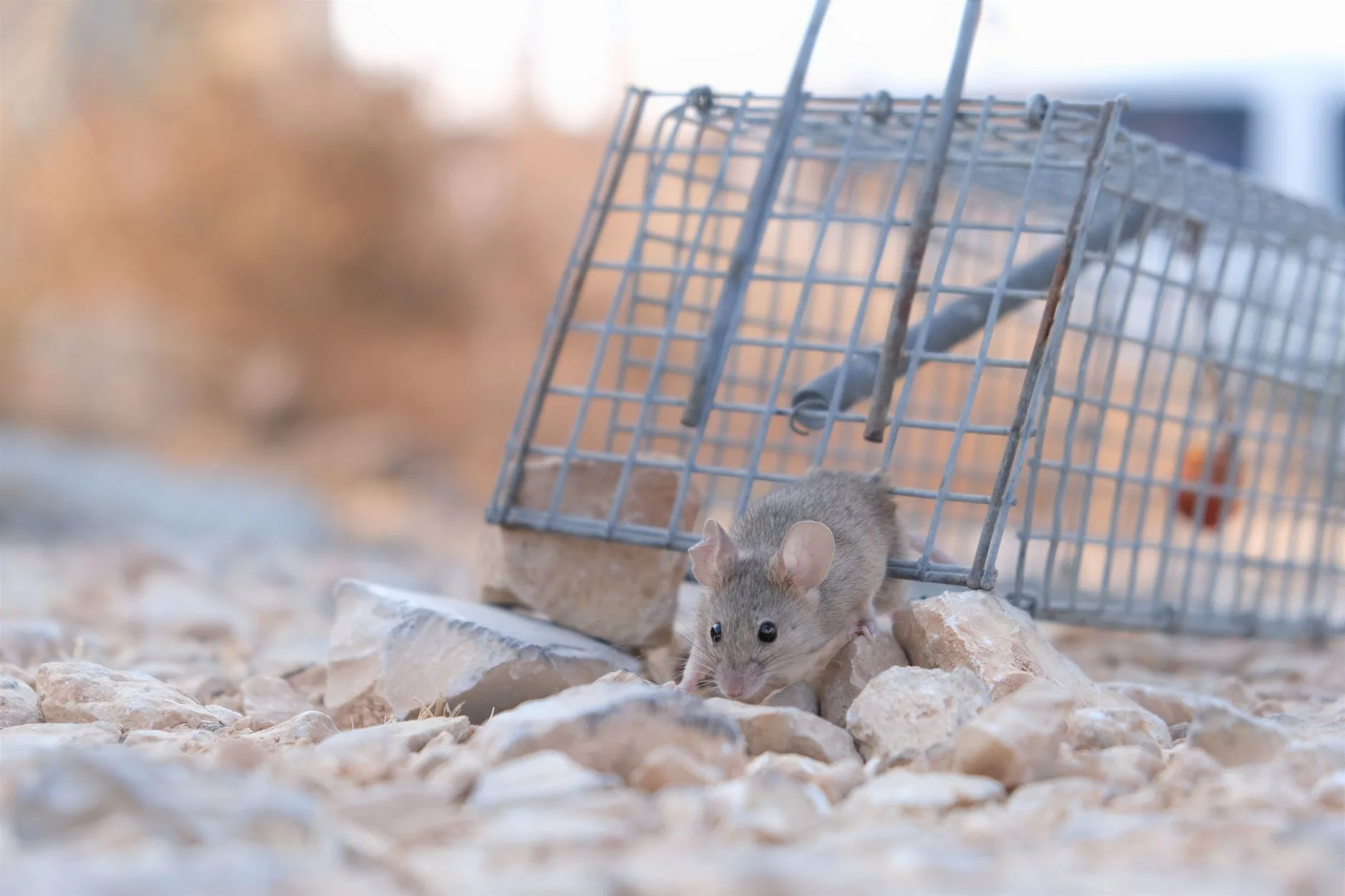 Rat Control in Kent WA