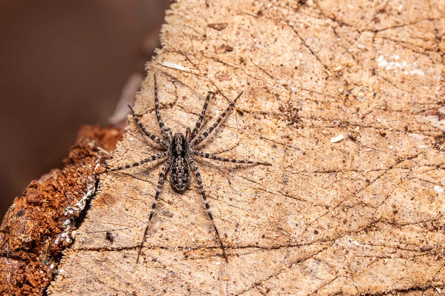 Spider Control in Kent WA
