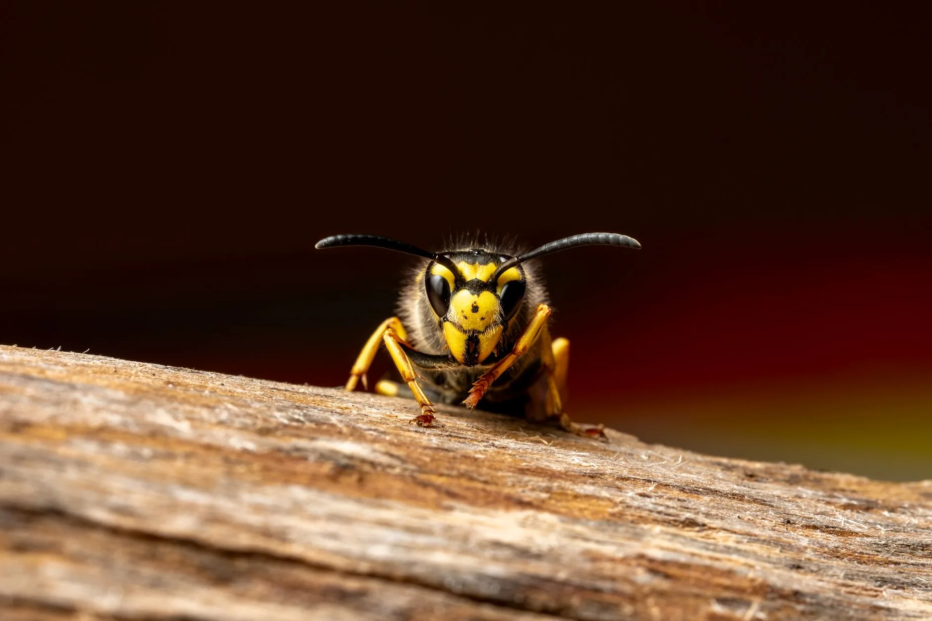 Wasp & Hornet Removal in Kent WA