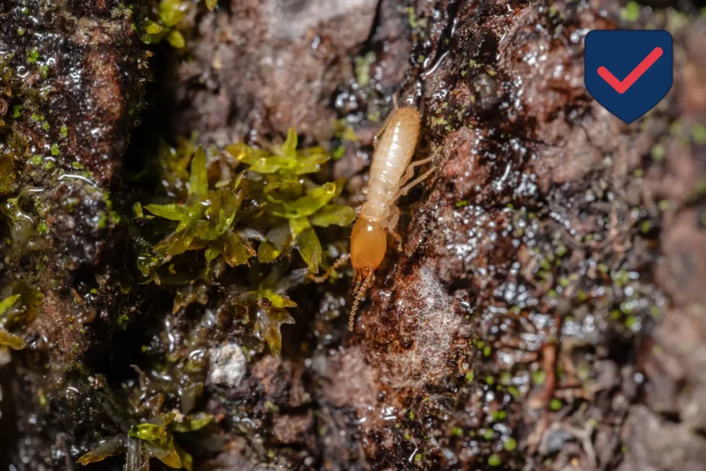 Subterranean Termite — Identification Guide for Kent WA