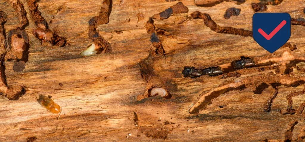 Subterranean Termite — Identification Guide for Kent WA