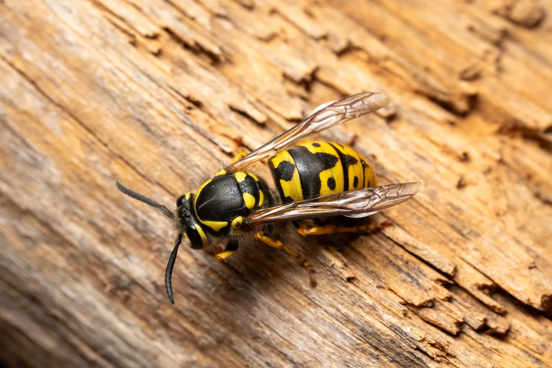 Yellow Jacket & Bald-Faced Hornet — Identification Guide for Kent WA