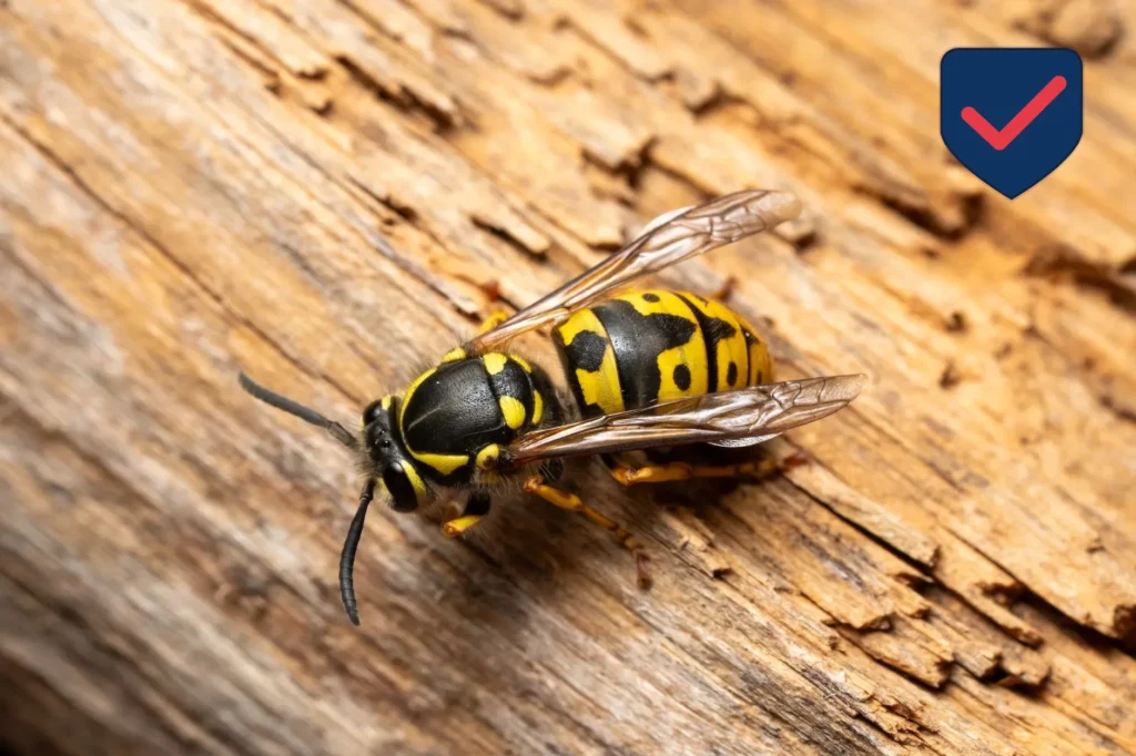 Yellow Jacket & Bald-Faced Hornet — Identification Guide for Kent WA